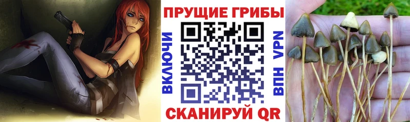 Псилоцибиновые грибы Psilocybe  Сураж 